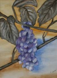 Weintrauben ~ 30 x 40 cm ~ Aquarellfarben auf Papier